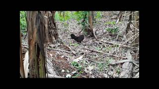 Trapping Red Jungle fowl Khmer