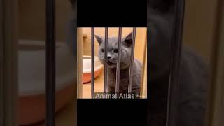 Talking Cat | Cat sound | Funny Cat Sound #Shorts