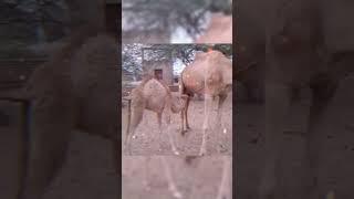 Baby Feeding Milk #calf #camel #wildlife #animals