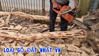 Loại Gỗ Đắt Nhất VN Giờ Ra Sao Có Nên Tiếp Tục Trồng Cây Sưa Đỏ Nữa Hay Không