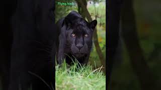 Black Panther close Encounter 😍🤭