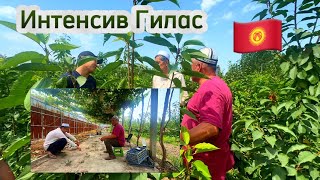 Интенсив Гилас. 🇰🇬 Бак Сыры:+996555887633