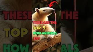 HOW DIFFERENT ANIMALS EAT #shorts