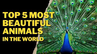 TOP 5 MOST BEAUTIFUL ANIMALS IN THE WORLD