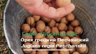 №41 MSE горіх  Піщанський  Юкал І І  Juglans regia Peschanskii