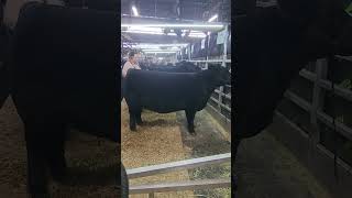 🐃"Groomed Black Cow Steals the Show at the Pennsylvania Farm Show"🐄2024!