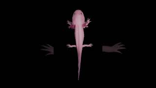 Axolotls Regeneration Brains, Heart And Limbs