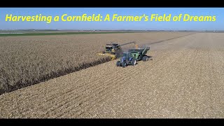 "A Bird's-Eye View: Harvesting a Cornfield - A Farmer's Field of Dreams" #HarvestSeason