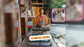 10 tane melez yavrumuz 9 fanyata 1 saka melezi sezonun sonu yaklaşıyor