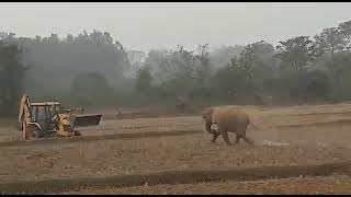 janjgir champa me aaya pagal hathi aur sabhi logo ko nuksan pahucha raha hai