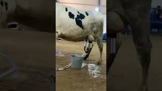 PDFA EXPO REEL. #cow #dairy #artist #explore #farming #animals #facebook #youtubecommunity