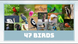 47 Birds. 47 Птиц. (Video clips, native speaker).