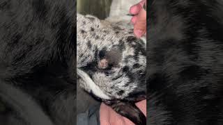 I hope my puppy is okay #shortvideos #puppy