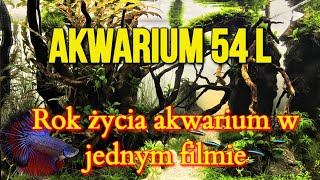 ROK po starcie AKWARIUM / Podsumowanie projektu AKWARIUM 54 litry