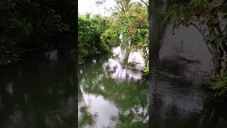 Forest river🏞️ ।। Nature 4k।। Beautiful nature।। #forestriver  #nature #waterfall #shorts #short