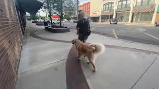 Murphy | 1 year old Golden Retriever | Off Leash k9 Training