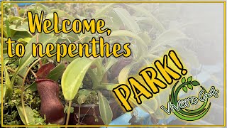 Welcome, to nepenthes park! Un viaje por las nepenthes del invernadero!