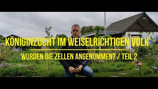 Königinzucht im weiselrichtigen Volk -Zellen angenommen?- Teil 2