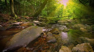 Morning Stream | Relaxing Nature Sounds