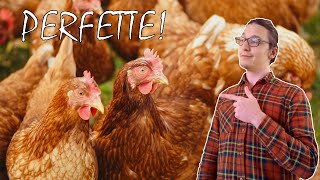 Il comportamento (impeccabile) delle GALLINE