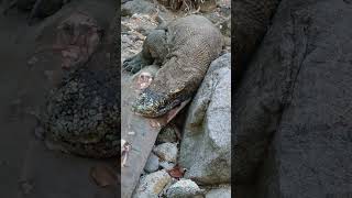 Komodo dragons cannot eat quickly