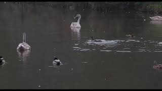 wildlife at pentwyn lake 2024 winter