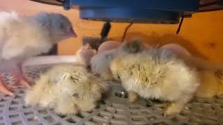 Fuzzy Yellow Baby Chickens in Incubator