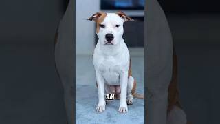 American Staffordshire Bull Dog #wildlife #animals #dogbreed #dog #wildanimals