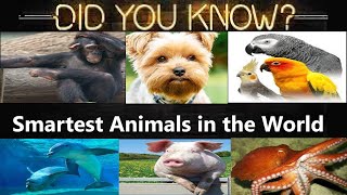 Top 10 Mind Blowing Unbelievable And Interesting Fun Facts About the Smartest Animals in the World