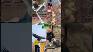 Funny Animal Videos 2022 - Funniest Cute Cats And Dogs Video Compilation - #tiktok #shorts #trending