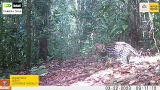 Melhores Momentos | Março a Maio 2023 | Amazônia, Base Anavilhanas Jungle Lodge