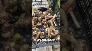 Убрали чеснок. 15 июля 🧄🧄🧄