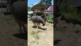 KERBAU Todi' Kerbau Petarung Toraja