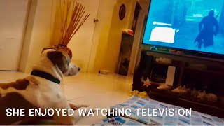 My DOG NIKKI Love’s watching  TV! More than a Human DO!