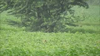 lesser florican 5