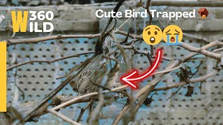 🟡 Deserve 1 million 🤯 I found Trapped Bird | Protect Wildlife | WILD360