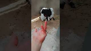 Bakra#shots #likes #youtube #