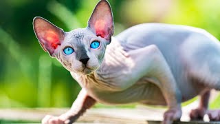 Canadian Sphynx Cat