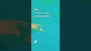 Witness Turtles Up Close: An Incredible Experience at Maho Bay, USVI