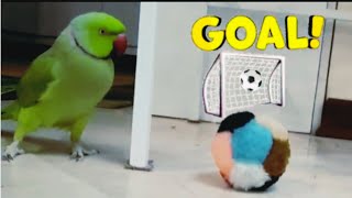 WATCH This Adorable Parrot PLAY Soccer Like a Pro!