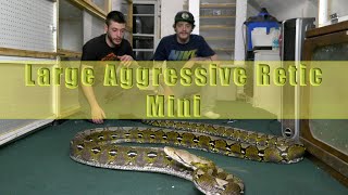 Large Aggressive Retic- Wrestling Reptiles