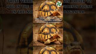 Angonoka Tortoise Facts and Information 💜 #education #turtle #tortoise #shorts