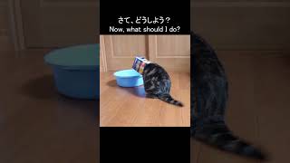 タライに入れなかったねこ。 #Shorts