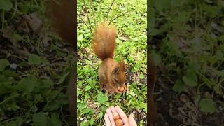 🐿️#cute #squirrel 😗#동물 #cuteanimals #animals #wildlife #动物 #nature #松鼠 #eating #feed #eat #poland