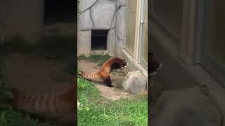 Red pandas will stand on their hind legs to appear larger to intimidate