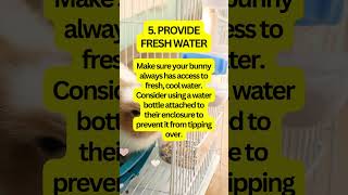 How to keep your bunny cool in hot summer