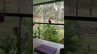 🦜parrot in the 🏠 house Gladstone QLD