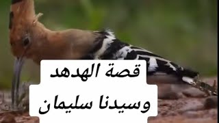 قصة الهدهد مع سيدنا سليمان عليه السلام