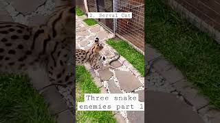 3 Snake Enemies part 1 @planet2animals #snakes #snake