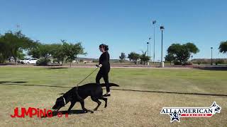 Labrador/Malinois Mix I Nervous I Jumping I Phoenix Dog Training I All-American K-9